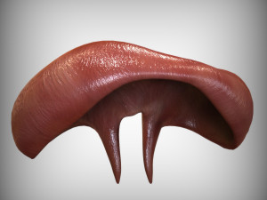 Human Diaphragm Model 3D