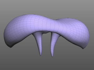 Human Diaphragm Model 3D