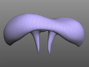 Human Diaphragm 3D Model