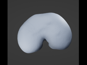 Human Diaphragm Model 3D