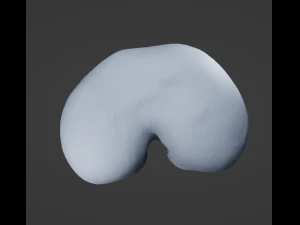 Human Diaphragm 3D Model