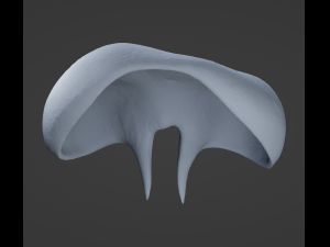 Human Diaphragm Model 3D
