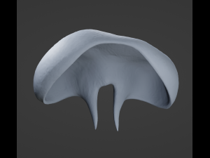 Human Diaphragm Model 3D