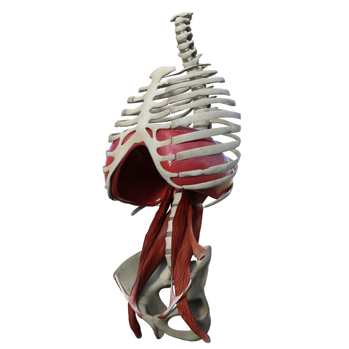Diaphragm Muscle Group 3D Model .c4d .max .obj .3ds .fbx .stl .blend 