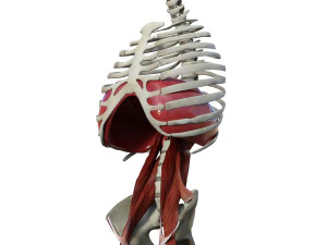 Diaphragm Muscle Group 3D Model