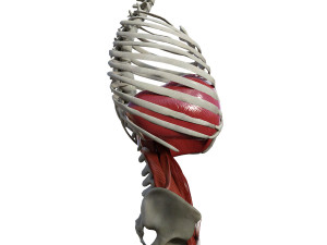 Diaphragm Muscle Group Modelo 3D