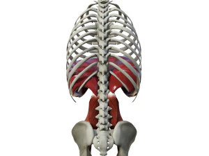 Diaphragm Muscle Group 3D Model