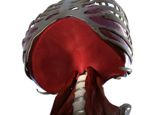 Diaphragm Muscle Group Modelo 3D