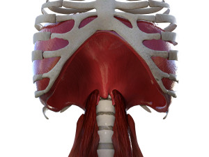 Diaphragm Muscle Group Modelo 3D