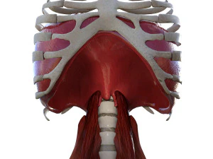 Diaphragm Muscle Group 3D Model