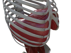 Diaphragm Muscle Group Modelo 3D