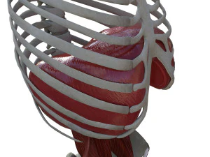 Diaphragm Muscle Group 3D Model