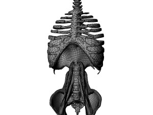 Diaphragm Muscle Group Modelo 3D