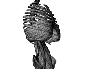 Diaphragm Muscle Group 3D Model