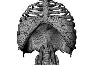 Diaphragm Muscle Group 3D Model