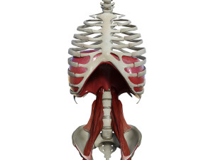 Diaphragm Muscle Group Modelo 3D