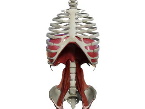 Diaphragm Muscle Group 3D Model