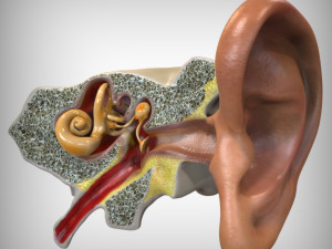 Ear Anatomy 3D Model
