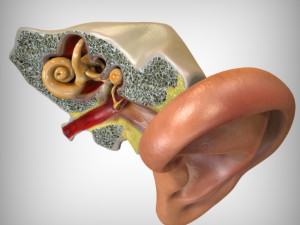 Ear Anatomy 3D Model