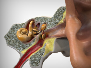 Ear Anatomy 3D Model