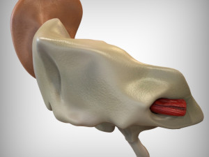 Ear Anatomy 3D Model