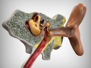 Ear Anatomy 3D Model