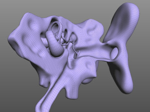 Ear Anatomy 3D Model
