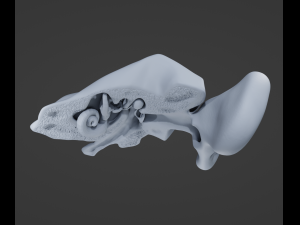 Ear Anatomy 3D Model
