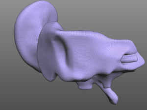 Ear Anatomy 3D Model