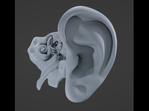 Ear Anatomy 3D Model