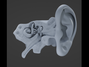 Ear Anatomy 3D Model