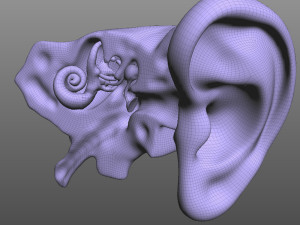Ear Anatomy 3D Model