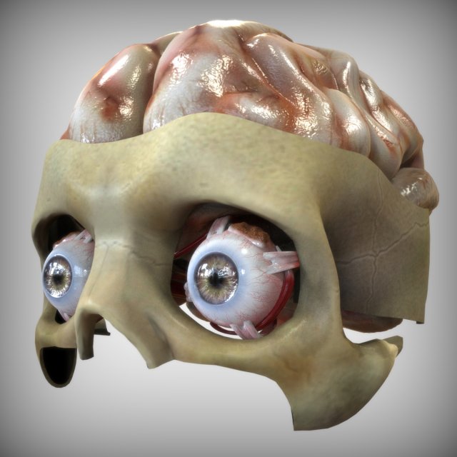 Eye and Brain Modelo 3D .c4d .max .obj .3ds .fbx .stl .blend 