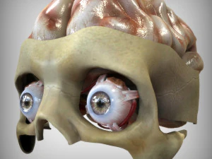 Глаз и мозг 3D Модель