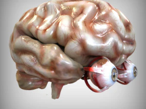 Oog en hersenen 3D Model