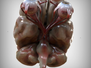 Eye and Brain Modelo 3D