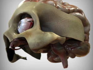 Oog en hersenen 3D Model