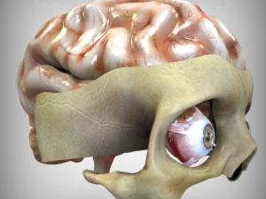 Oog en hersenen 3D Model