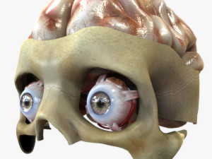 Eye and Brain Modelo 3D