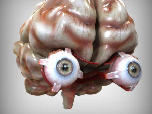 Oog en hersenen 3D Model