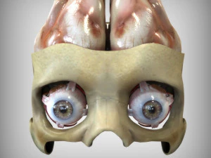 Oog en hersenen 3D Model