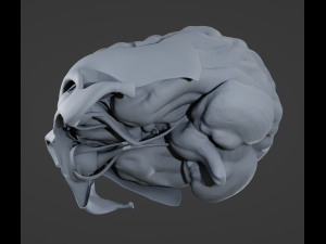 Eye and Brain Modelo 3D