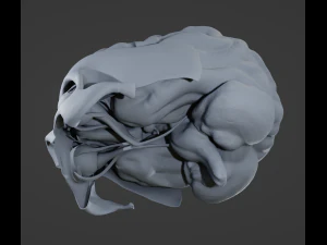 Oog en hersenen 3D Model