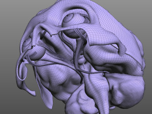 Eye and Brain Modelo 3D