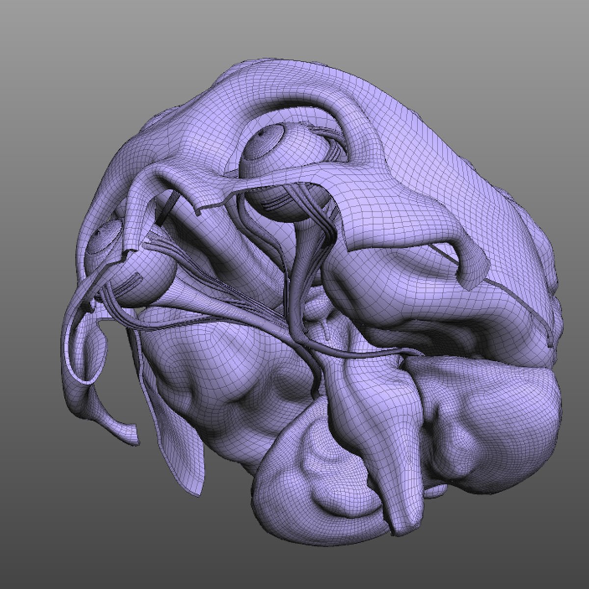 7 3 brain. Мозг 3д модель отделы. Мозг схема 3д.