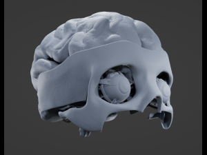 Eye and Brain Modelo 3D