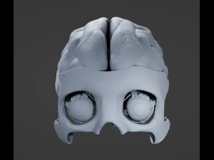 Oog en hersenen 3D Model