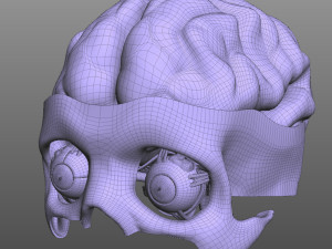 Eye and Brain Modelo 3D
