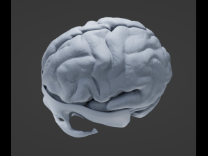 Eye and Brain Modelo 3D
