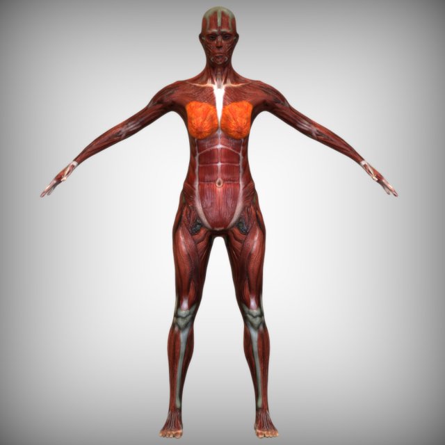 Female Muscular System 3D 模型 .c4d .max .obj .3ds .fbx .stl .blend